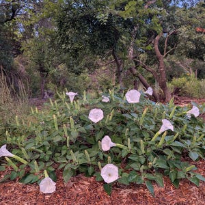 Moonflower Seeds (50 - 100) White Sacred Datura Innoxia Angel Trumpet Moonbush Night Garden Seeds