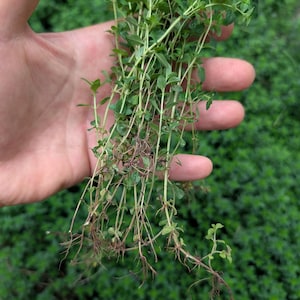 May include: A handful of fresh thyme sprigs, featuring small green leaves and thin, light brown stems. The herbs are held against a blurred green background, showcasing the plant's natural appearance.