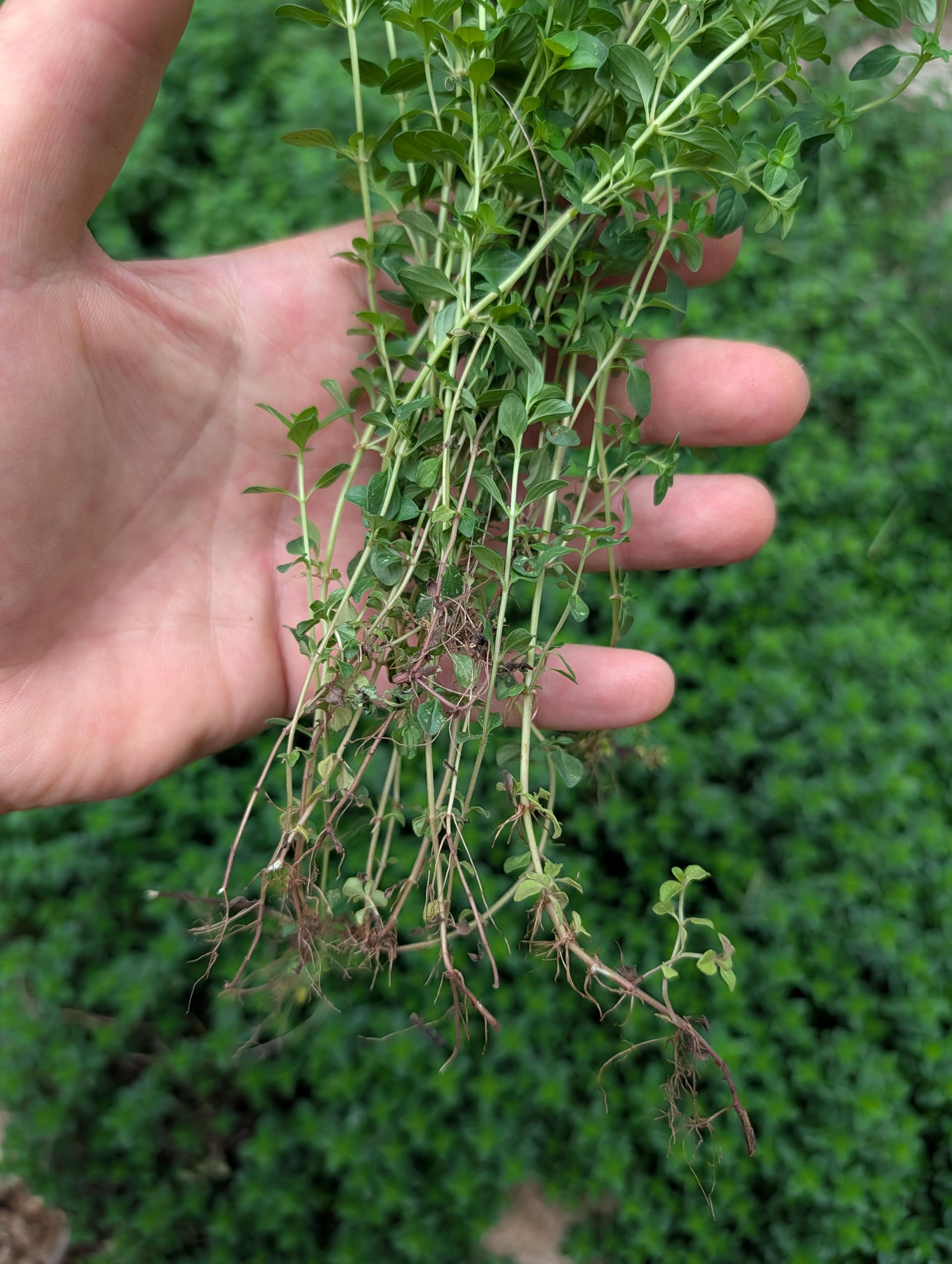 Creeping Thyme Rooted Cuttings Fragrant Ground Cover Herb Low creeping-thyme-rooted-cuttings-fragrant-ground-cover-herb-low