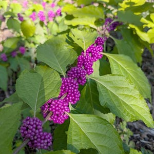 American Beautyberry Seeds: Native Shrub with Edible Purple Berries