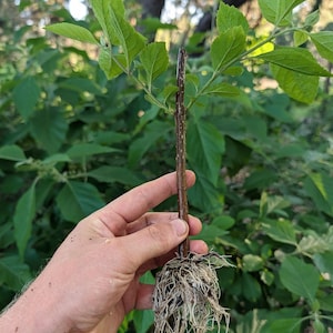 May include: A young plant cutting with visible roots and green leaves. The stem is brown and has small white spots. The plant is held against a backdrop of green foliage, suggesting a garden or natural setting.