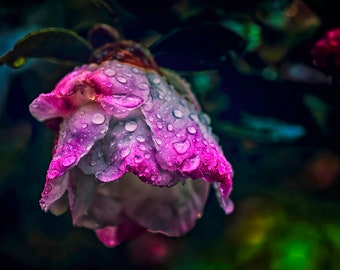 Rose in Rain : Art on Metal Print