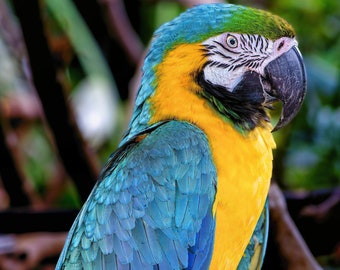 Blue-and-Yellow Macaw - I