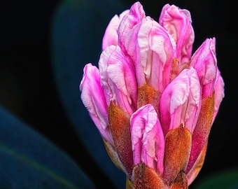 Bloem - Rhododendron VI