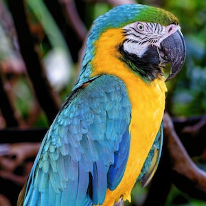 Blue-and-Yellow Macaw - I