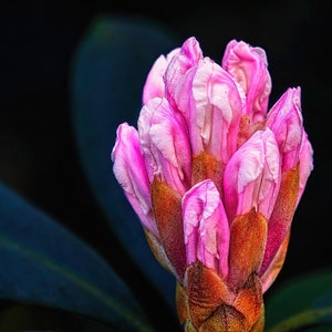 Flower - VI Rhododendron