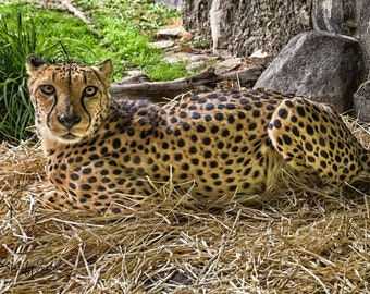 Resting Cheetah