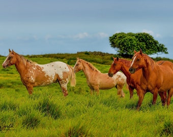 Paarden - ik