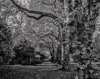 Streets under Leaves : Art on Metal Print