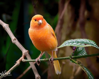 Canary  : Art on Metal Print