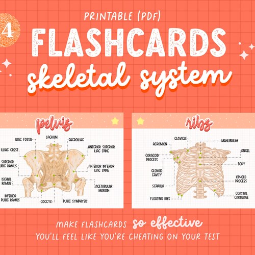 Complete Anatomy Flashcards Pdf Anatomy Flashcards Fl vrogue.co