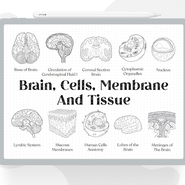 28 Human Brain Cells Membrane and Tissue Digital Sticker, Medical Student, Nursing School, Medical Journal, Goodnotes