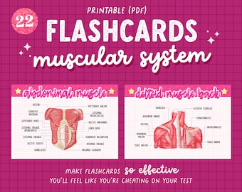 22 Muscular System Anatomy Flashcards