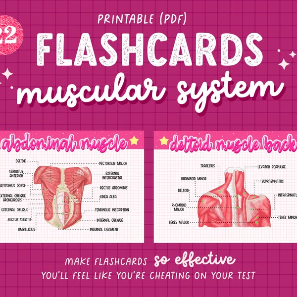 22 Muscular System Anatomy Flashcards