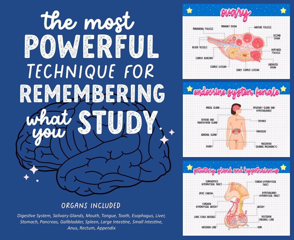 11 Endocrine System Anatomy Flashcards Etsy