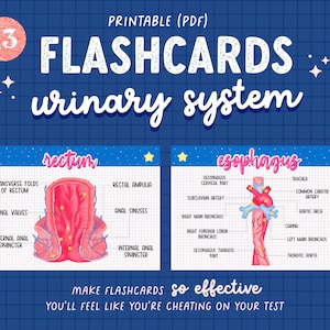 13 Urinary System Anatomy Flashcards