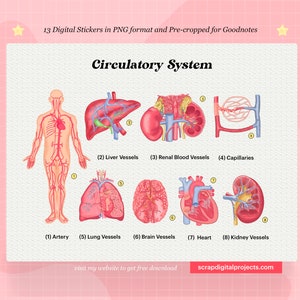 13 Circulatory Cardiovascular System Digital Stickers, Human Anatomy Stickers, Goodnotes, Medical Student, Nursing School