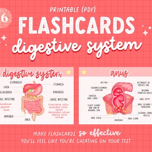 Digestive System Anatomy Flashcards, Printable (PDF)