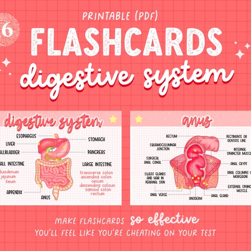 Digestive System Anatomy Flashcards Printable PDF Etsy