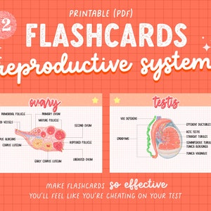 12 Reproductive System Anatomy Flashcards