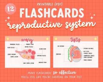 12 Flashcards sur l'anatomie du système reproducteur