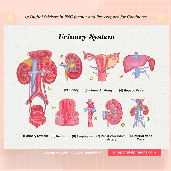 13 Urinary System Digital Stickers, Physiology Sticker, Human Anatomy Stickers, Goodnotes, Medical Student, Nursing School