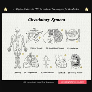 16 Respiratory System Digital Stickers Outline, Medsurg Sticker, Human ...