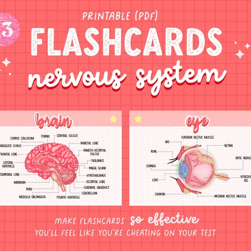 13 Nervous System Anatomy Flashcard Etsy