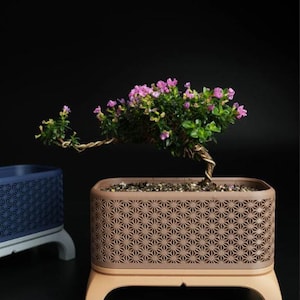May include: A bonsai tree with small pink flowers and green leaves sits in a brown rectangular planter with a geometric pattern. The planter is on a light brown stand. Another blue planter is visible in the background.