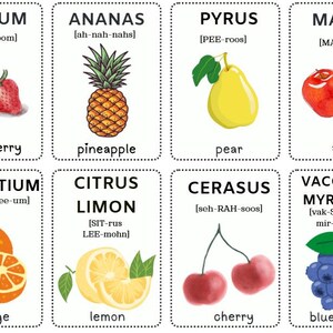 Latin Fruit Flashcards: English to Latin Vocabulary (printable PDF) - Etsy