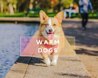Ajustes preestablecidos de Lightroom para perros / Filtros móviles y de escritorio de un solo clic para fotografía de mascotas