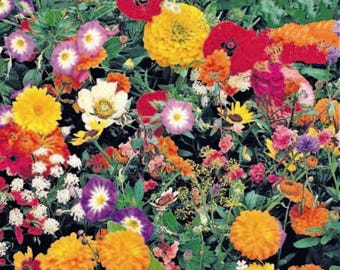Bedding Flower Scatter Seeds – Create a Colourful Garden