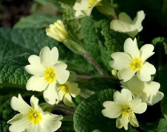 Primula vulgaris or Wild Primrose.