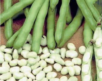 Broad Bean Aquadulce Claudia
