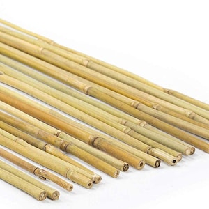 50 bambustöd växtpinnar bamburör stödlängd 50-100-150-200-250 cm