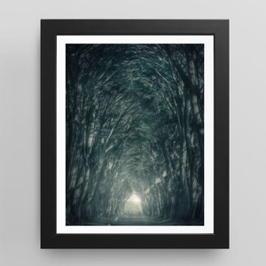 Dark and Moody CYPRESS TREE TUNNEL, Instant Digital Download Photograph - Landscape Nature - Printable Wall Art