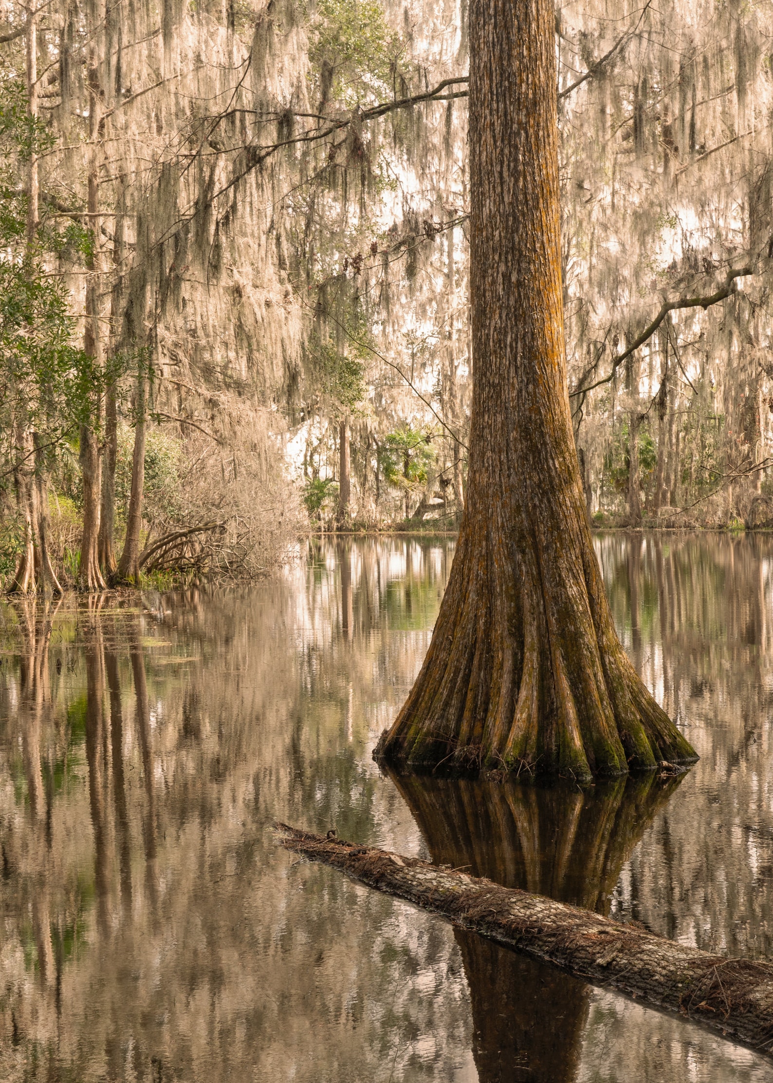 Low Country CYPRESS TREE SWAMP - Instant Digital Download - Landscape ...