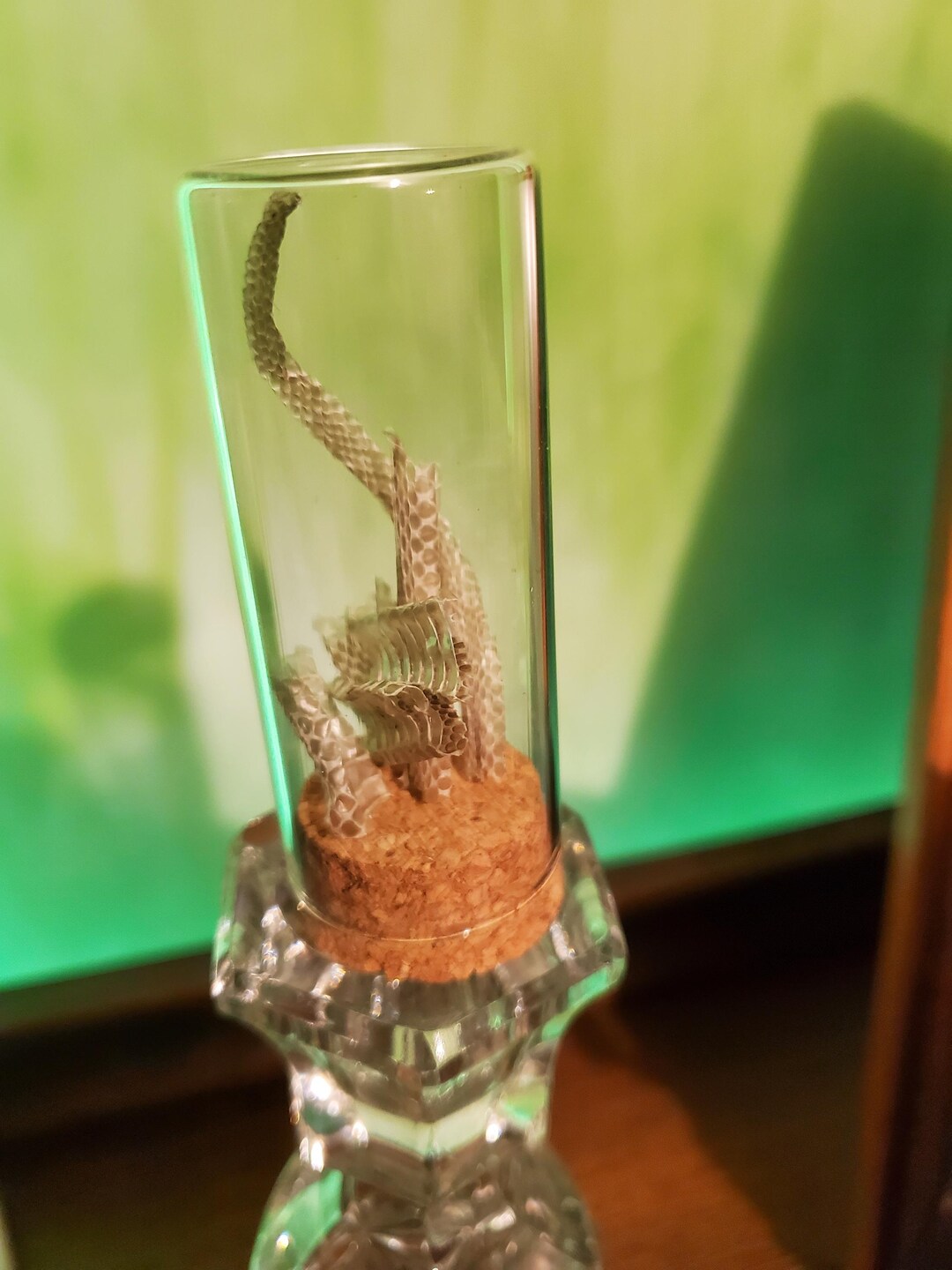 Snake Skin Display - Etsy