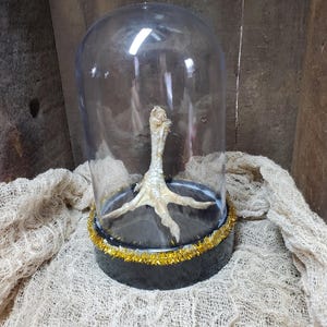 May include: A preserved chicken foot displayed in a glass dome with a black base and gold glitter trim.