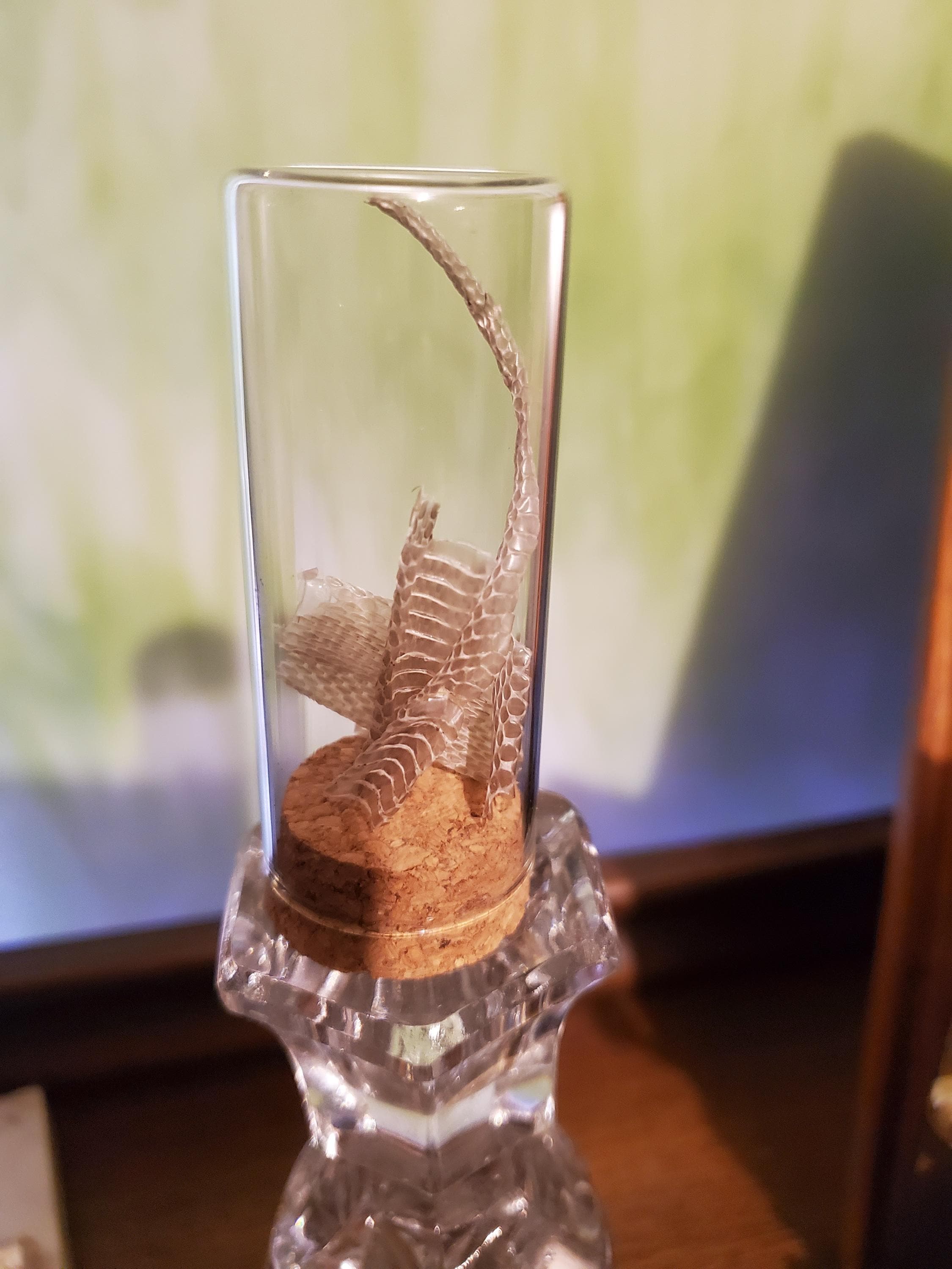 Snake Asshil Display Snake Skin Display - Etsy