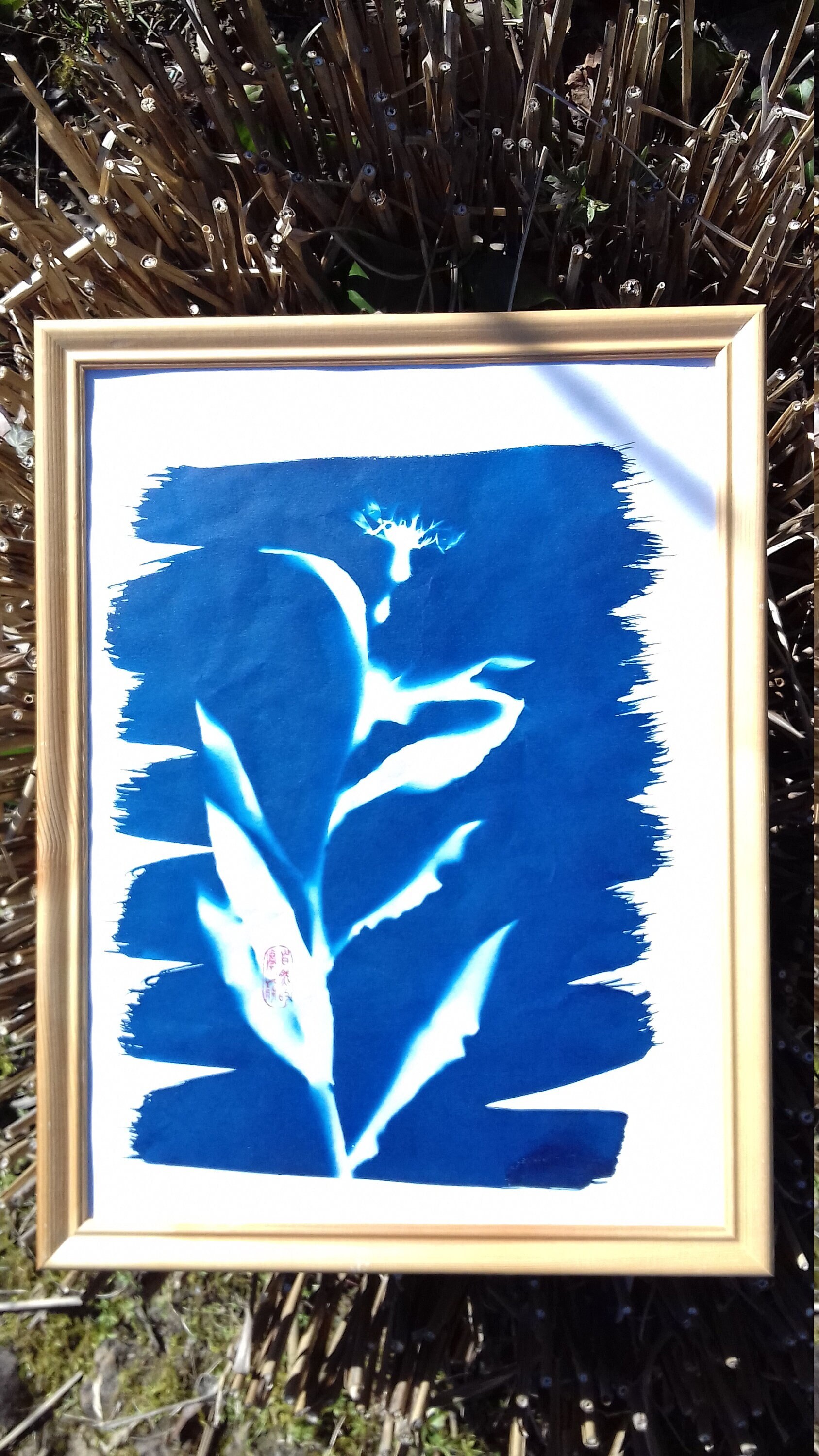 Cyanotype de Bleuet Des Montagnes