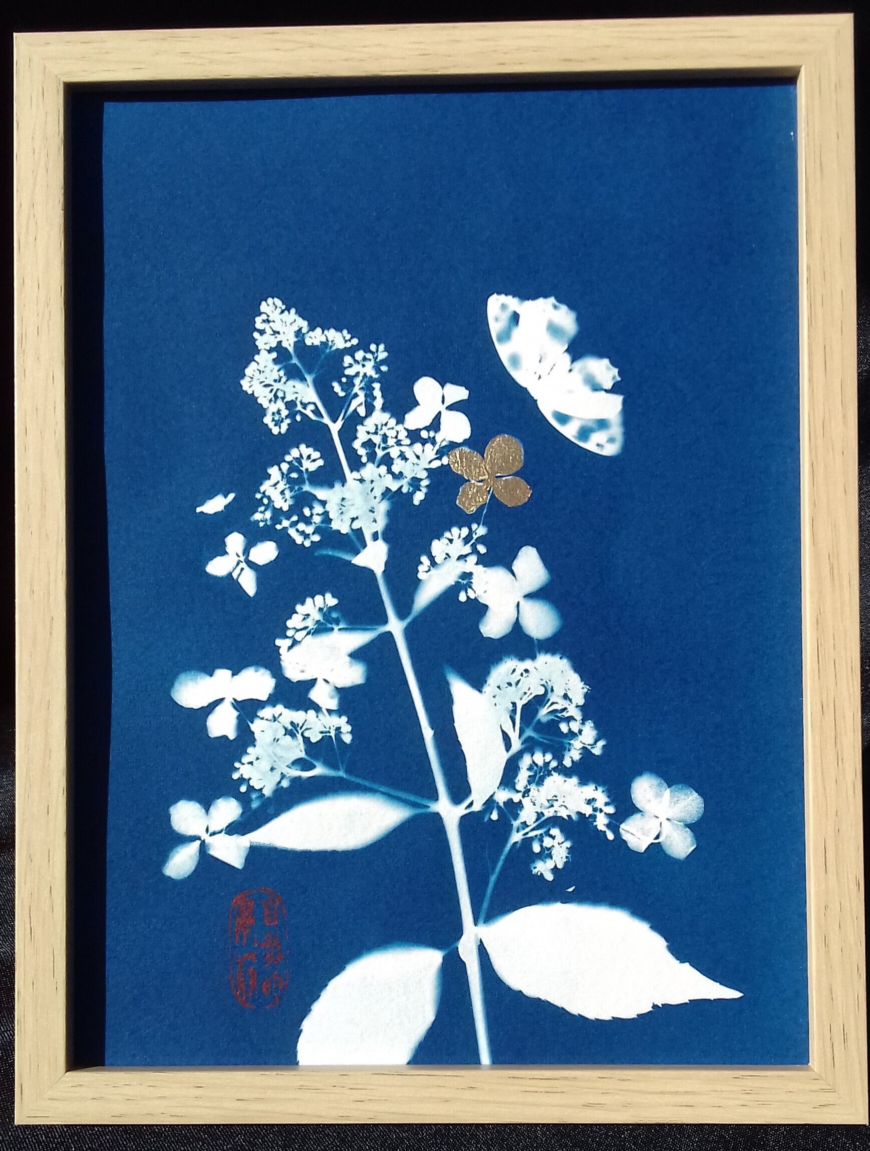 Cyanotype d'hydrangea et de Papillon avec Dorure d'une Fleur