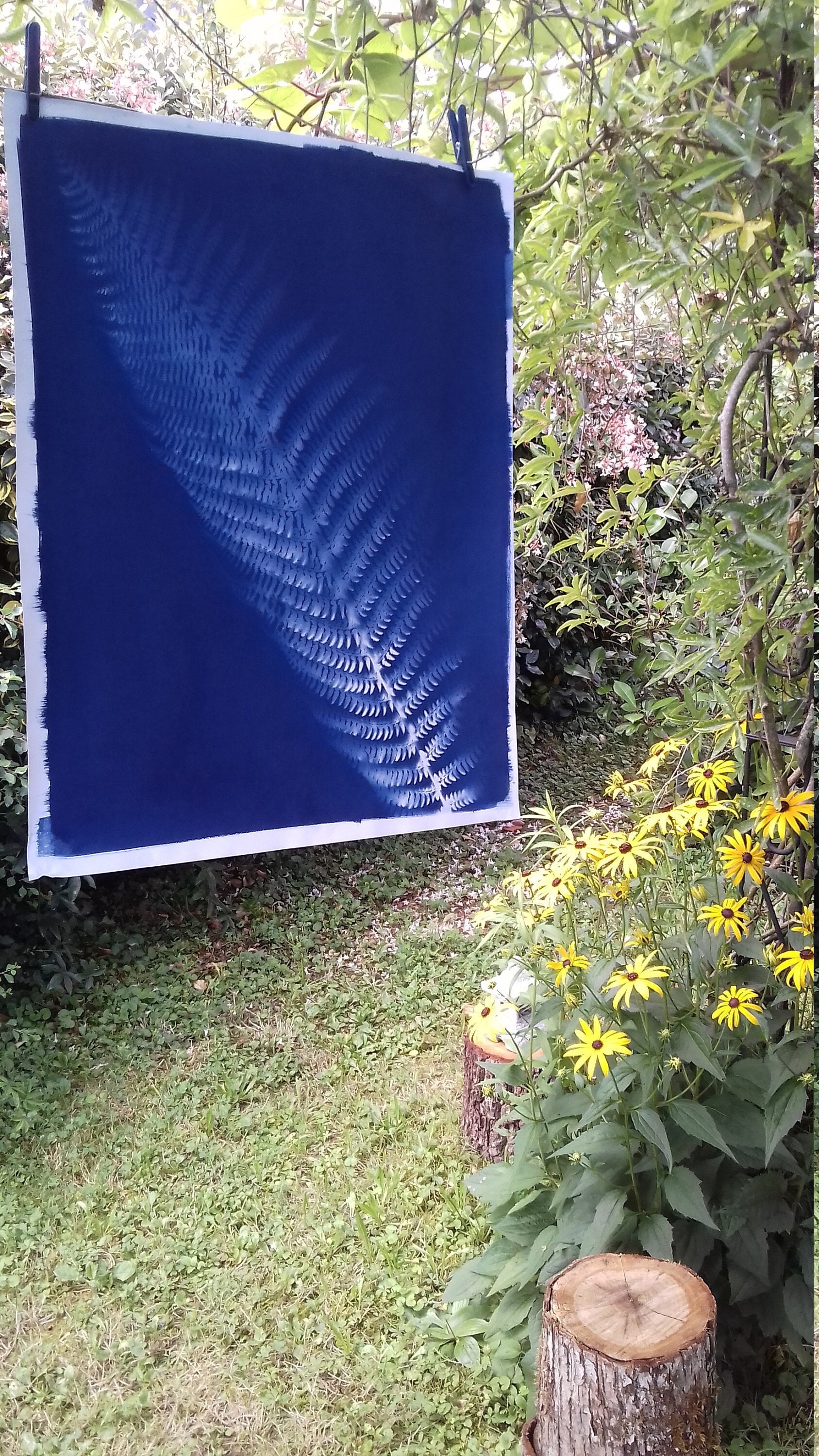 Rareté Cyanotype Format A2 de Feuille Fougère