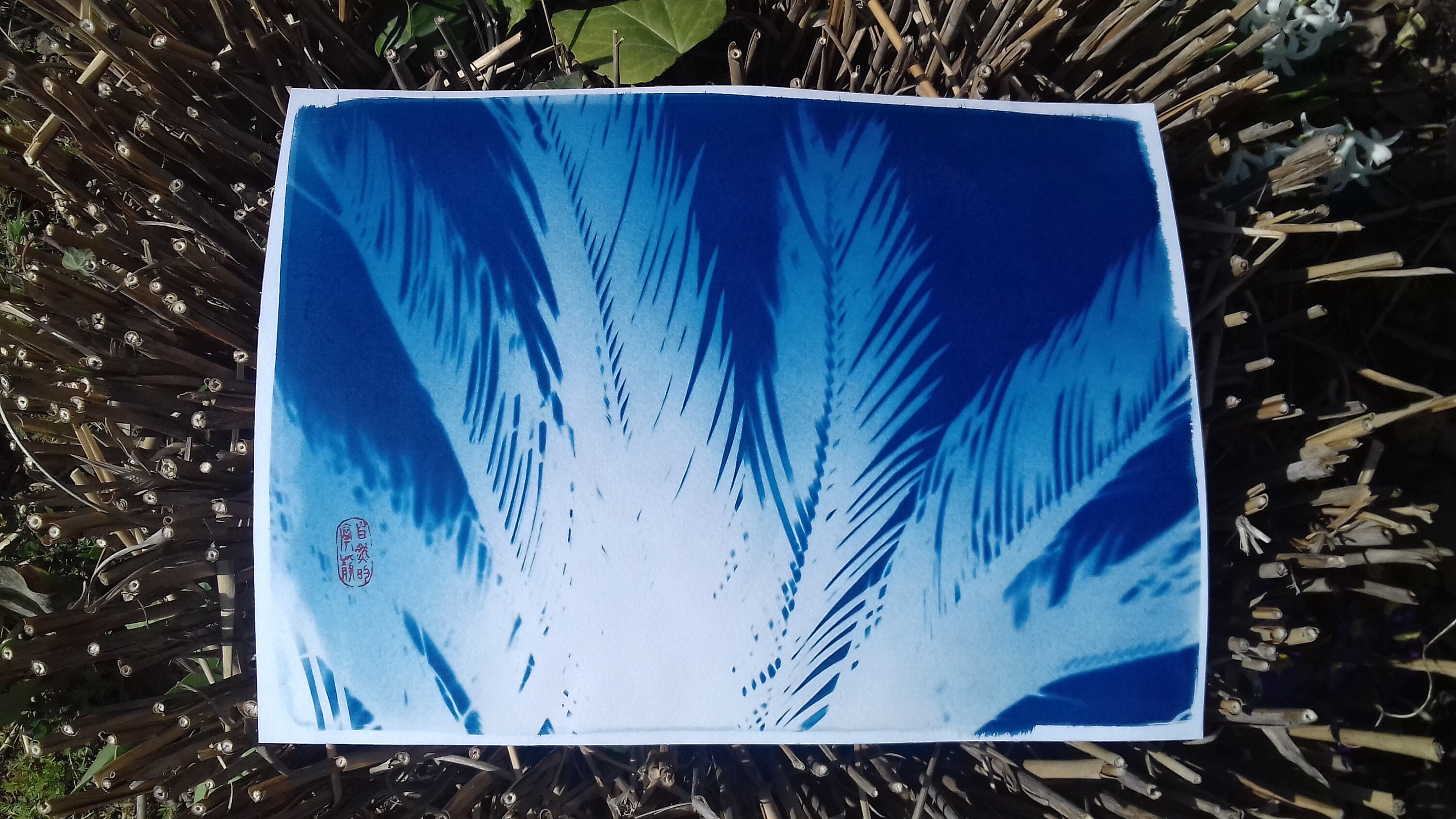 Cyanotype de Feuilles Cycas Revoluta | ou Du Japon