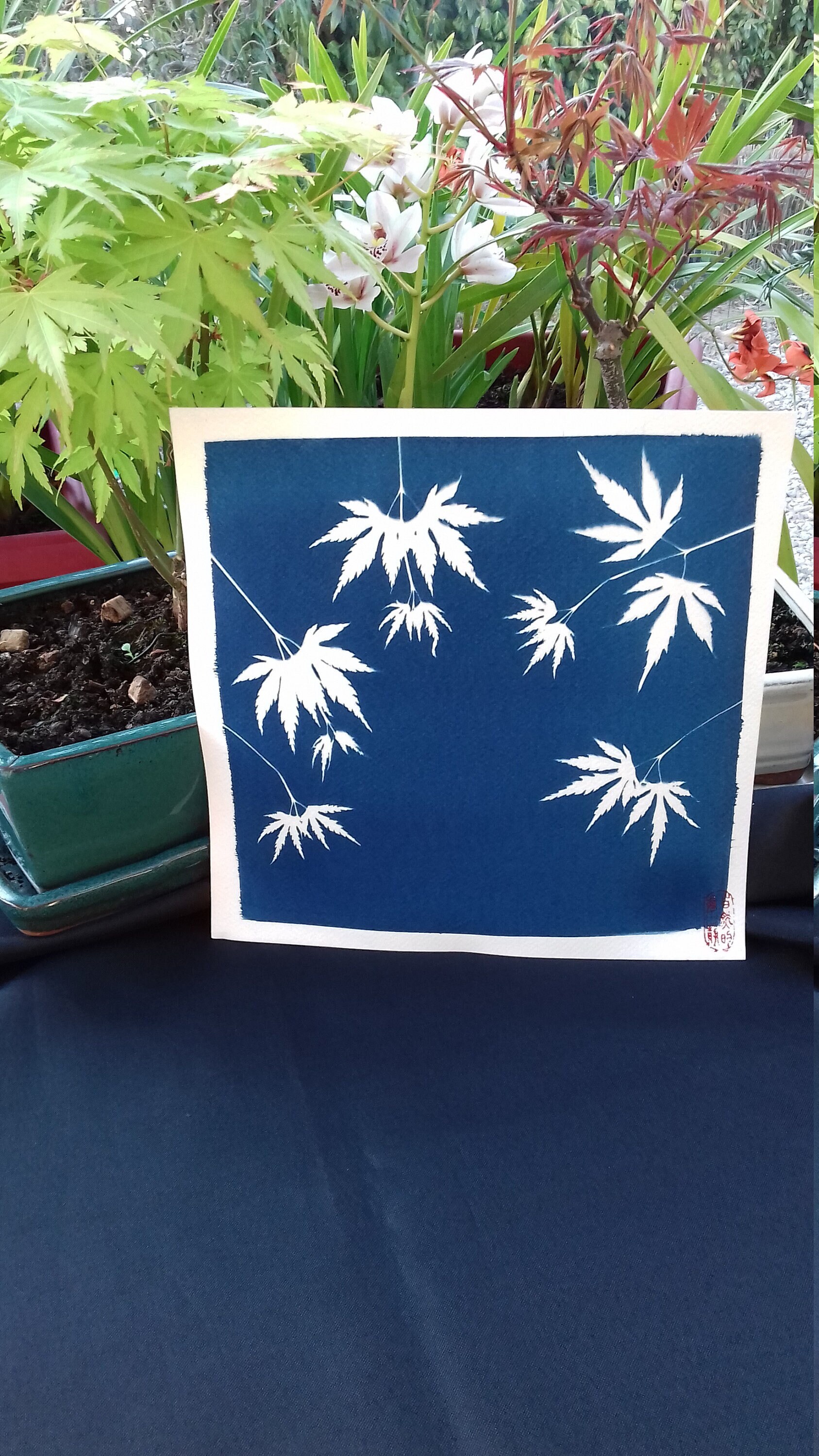 Cyanotype de Feuilles d'érables