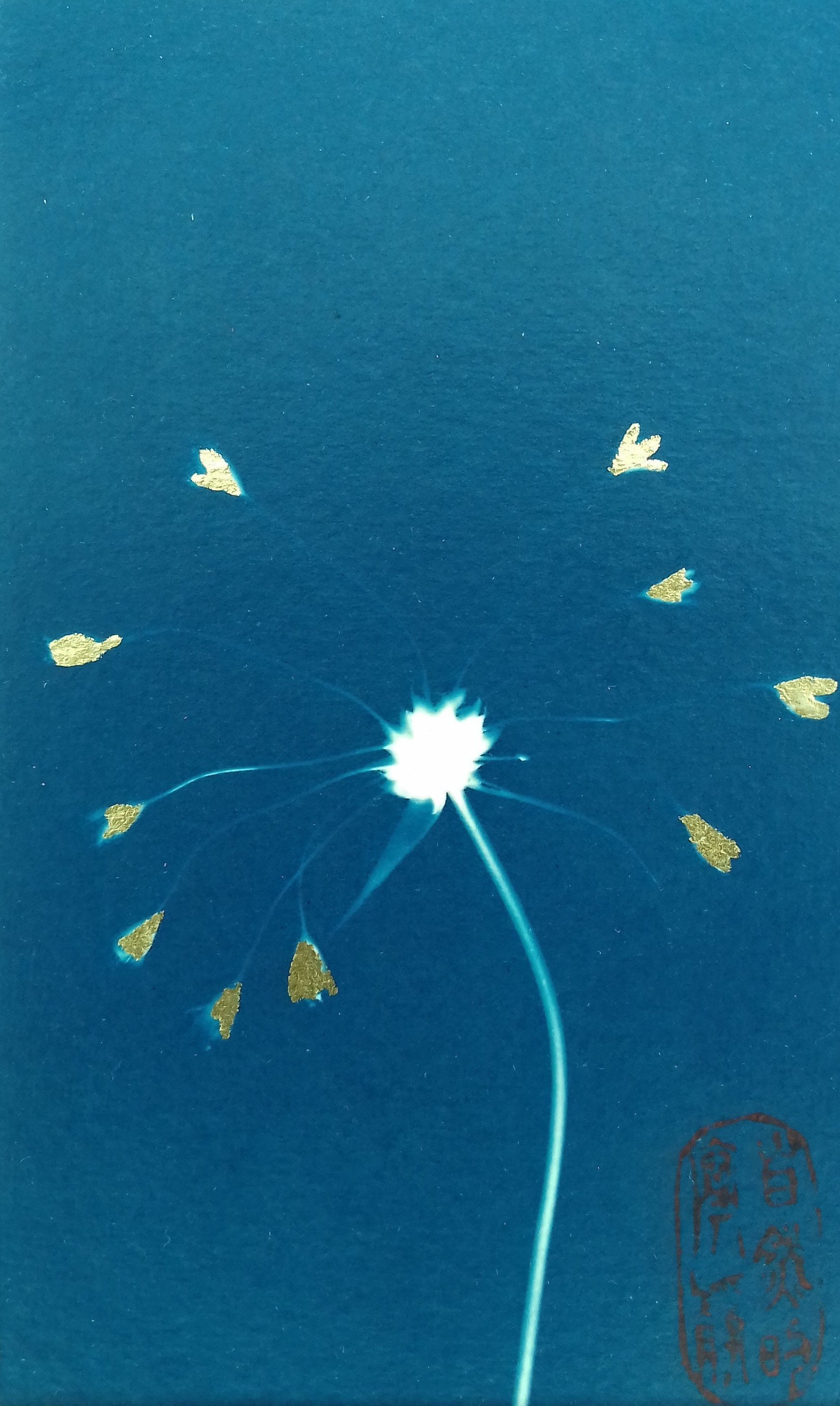 Cyanotype d'ail de Sicile Rehaussé Dorures sur Les Fleurs