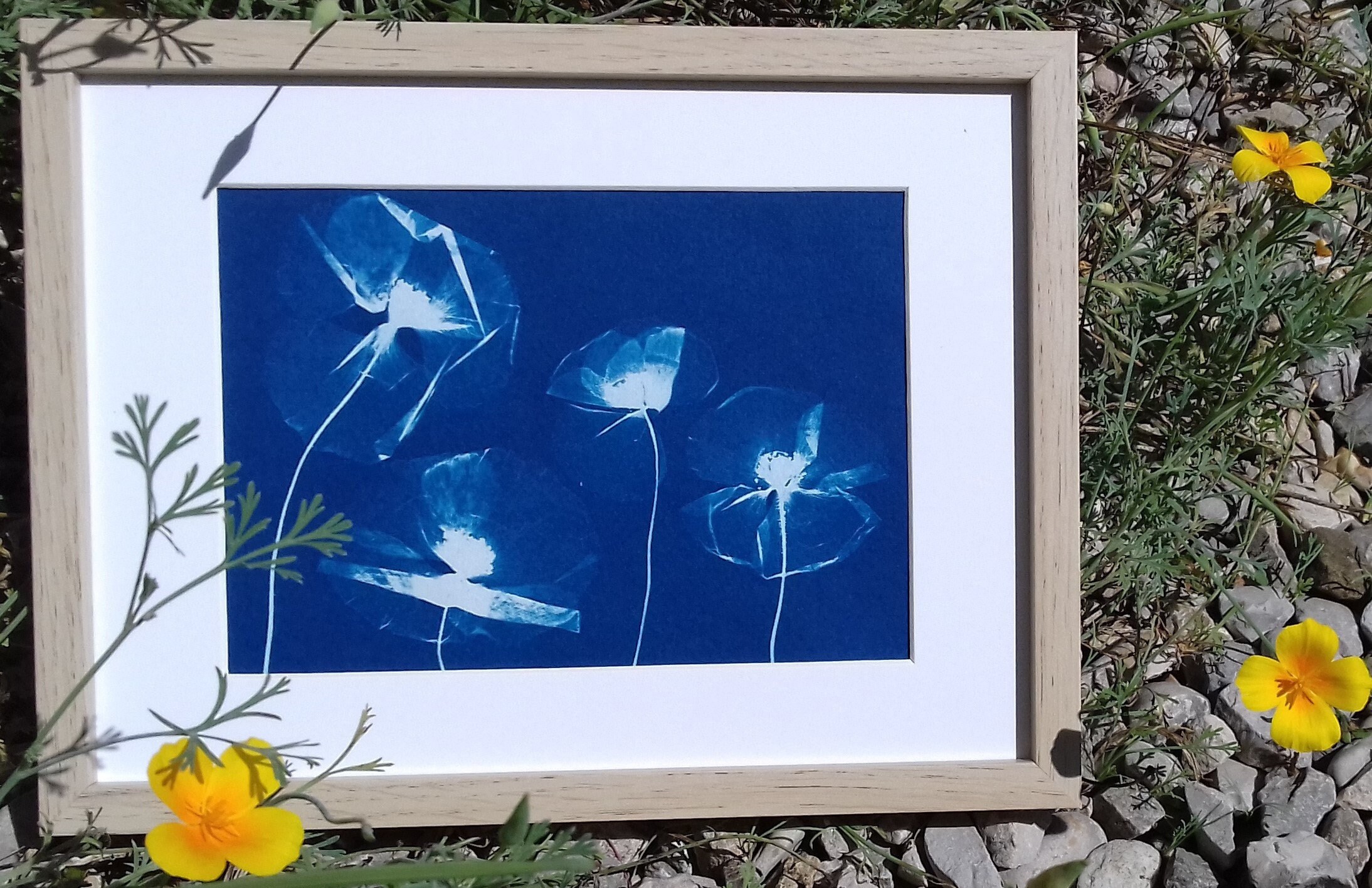 Cyanotype de Coquelicots - Les Danseuses Aux Tutus