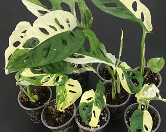 Variegated Monstera Adansonii Albo Plant/ one leaf/ Starter plant.