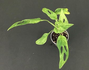 Variegated Monstera Adansonii Mint Rooted Plant