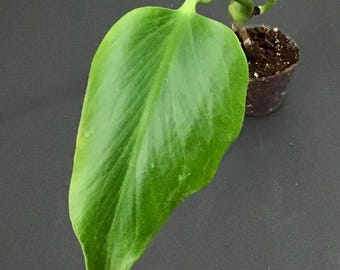 Monstera Burle Marx Flame one started plant rooted actively growing.